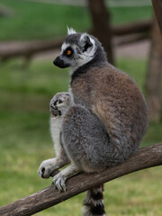 lemur sitting on a tree log with a blurred background