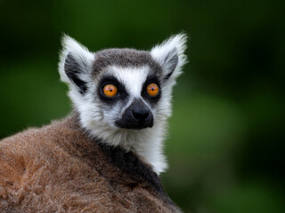 portrait of a lemur on a blurred background