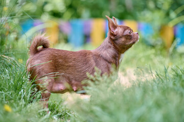 Chihuahua stands poised among tall grass in vibrant garden. Sunlight highlights brown fur and captures alert expression. Multicolored background adds cheerful touch