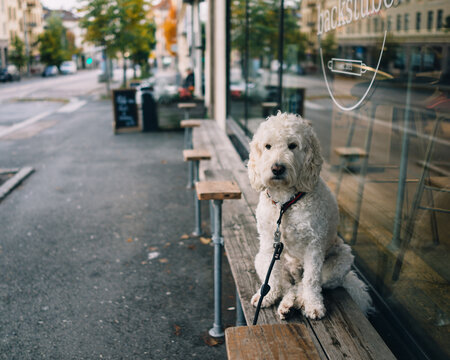 Adorable Fluffy Dog Sitting on Urban Caf&eacute; Bench in Quaint Autumnal Street Setting