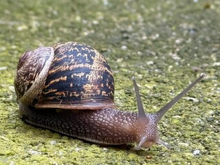 snail on a leaf