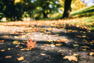 Serene Autumn Pathway with Vibrant Fallen Leaves Under Sunlit Trees Creating a Tranquil Natural Scene