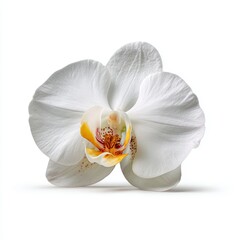 A close-up of an elegant white orchid with detailed petals. The flower exudes a sense of purity and grace.