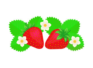 Strawberry with leaves and flowers. Color vector illustration in in cartoon style. Isolated on white background