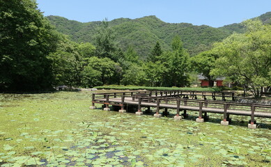 Fototapeta premium Sutasa Gongjaksan Ecological Forest: A Wooden Walkway over a Lotus Pond in Hongcheon, South Korea