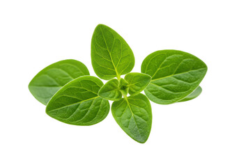 Isolated Fresh Oregano Sprig with Vibrant Green Leaves