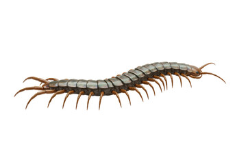 Isolated Realistic Centipede with Many Legs