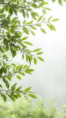 Obraz premium Captivating Close-Up of Vibrant Green Leaves Adorned with Sparkling Water Droplets, Evoking the Freshness of Nature and Serene Botanical Beauty, Ideal for Tranquil Backgrounds.