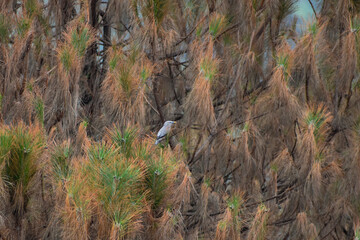 A grey headed Myna sitting on pine tree.