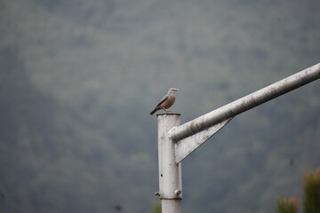 A Grey-headed Myna bird on an electric pole.