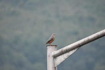 A Grey-headed Myna bird on an electric pole.