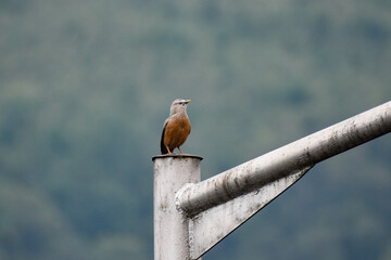 Chestnut tailed starling, also known as Grey headed Myna .