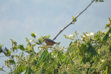 Chestnut-tailed Starling bird(Grey-headed Myna) on a tree branch.