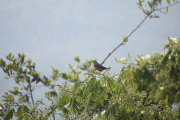 Chestnut-tailed Starling bird(Grey-headed Myna) on a tree branch.