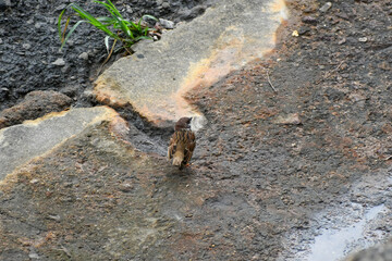 A sparrow bird sitting on asphalt.