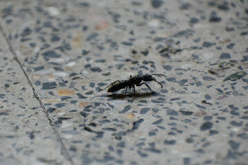 An ant on the floor .