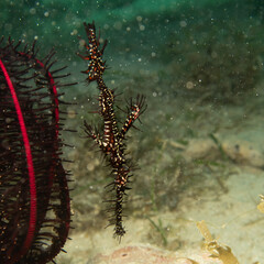 A Ghost Pipefish, Solenostomus Paradoxus, hiding close to a Crinoid, soft coral in Philippines. Picture from Puerto Galera