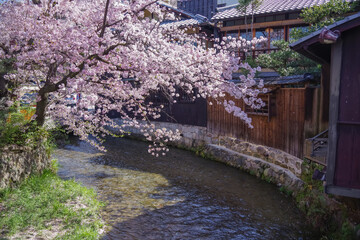 日本の京都にある祇園白川の桜