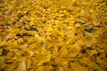 日本の京都にある岩戸落葉神社のイチョウ