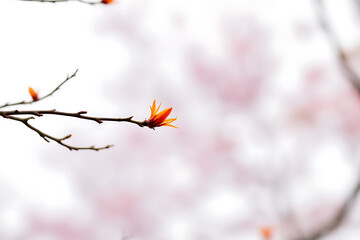 Obraz premium Delicate orange bud on a bare tree branch with soft pink blurred background