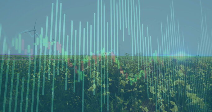 Displaying yellow crop field showing digital bar and candlestick charts at farm, with wind turbines
