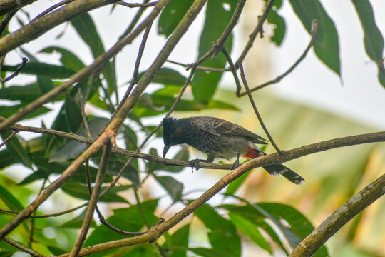 A red-vented bulbul perches on a branch