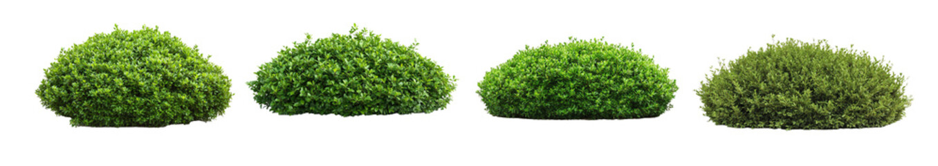 Obraz premium Green garden bushes in round shapes isolated on white background. Lush foliage with dense leaves and natural textures captured in various forms. High resolution image showcases landscaping elements.