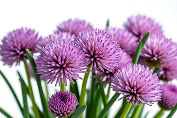Obraz premium Close up of vibrant purple chive flowers against a white background