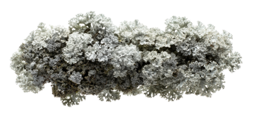 Cluster of light gray and white mineral formations