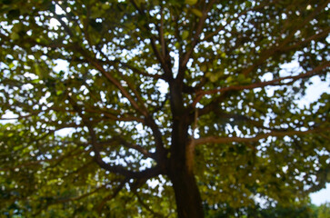 Out-of-focus, blurry branches and dense foliage of a tree, with bright sunlight filtering through the leaves and creating a glowing, abstract effect. Related to nature, tranquility, abstract beauty