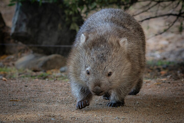 Close up of a wombat running