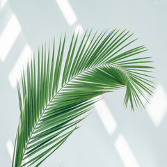 Palm Frond Against Light Blue Background With Shadows