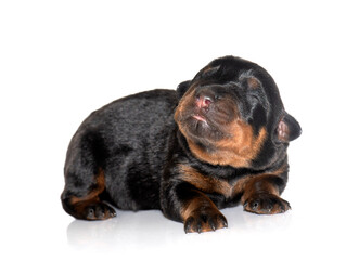 Fototapeta premium newborn puppy rottweiler