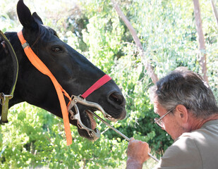 Equine dentist at work