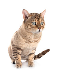 Obraz premium bengal cat in studio