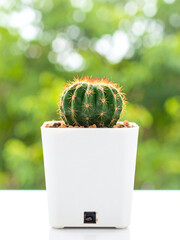 Minimalist Photo of Small Cactus in White Ceramic Pot with Soft Green Abstract Background