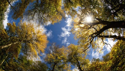 Fototapeta premium Autumn Canopy Sunlight