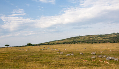 Fototapeta premium African Plains with Grazing Zebras and Antelopes under Expansive Sky