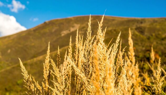 Golden grass shimmers light
