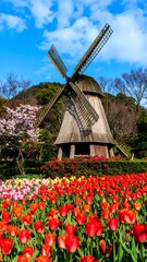Wooden windmill amidst colorful tulips