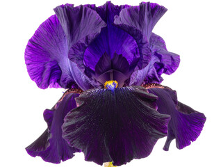 violet flower isolated on white background