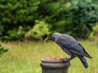 Jackdaw feeding in a garden