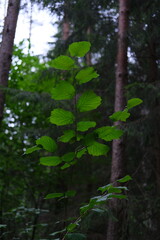 forest in the morning
