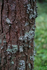 Obraz premium tree bark texture