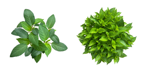 真上から見た葉っぱの切抜き素材（背景透過）