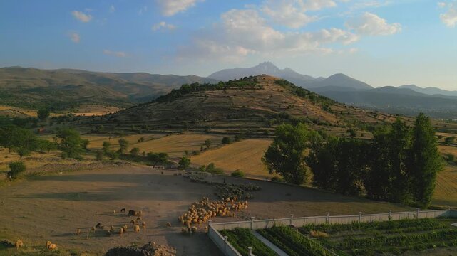 4K Cinematic Drone footage of a flock of sheep in Kayseri - Turkey_04