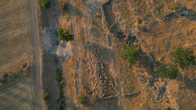 4K Cinematic Drone footage of a flock of sheep in Kayseri - Turkey_08