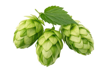 Obraz premium Three green hop cones with a leaf isolated on transparent background