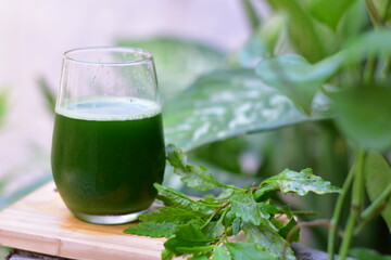 O mastruz é uma planta herbácea bastante conhecida por suas propriedades medicinais. Possui folhas verdes e finas, com um aroma característico e sabor amargo