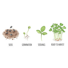 Seed-to-Harvest Microgreens &ndash; Watercolor Growth Stages Illustration for Educational Design and Urban Farming Decor

